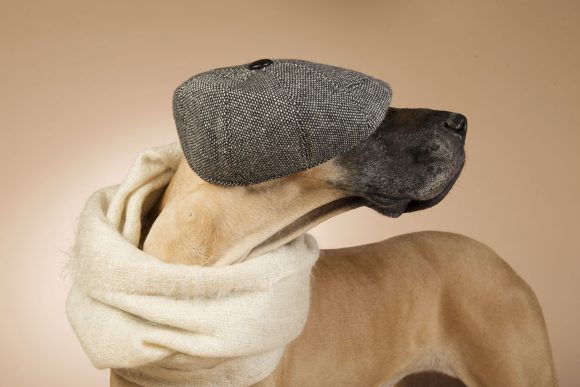 Dogs and Hats 5