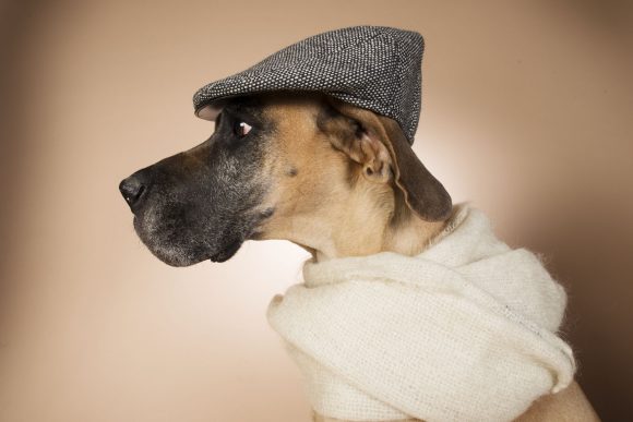 Dogs and Hats 6